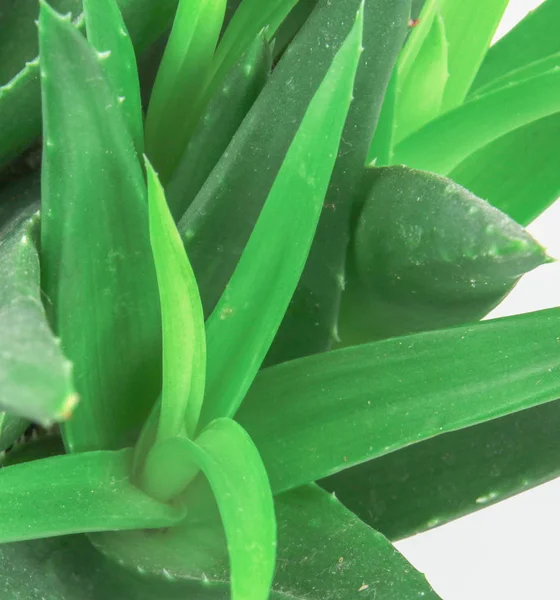 Aloe Vera Aislado Sobre Fondo Blanco — Foto de Stock