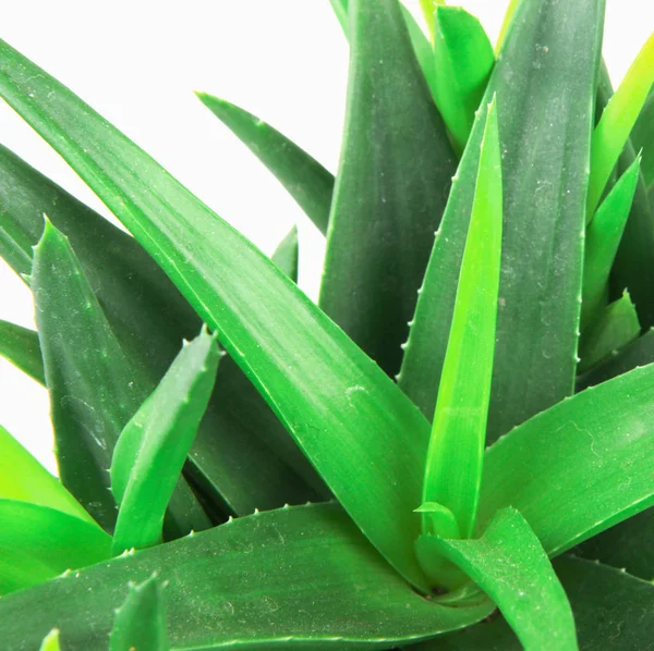 Aloe Vera Aislado Sobre Fondo Blanco — Foto de Stock