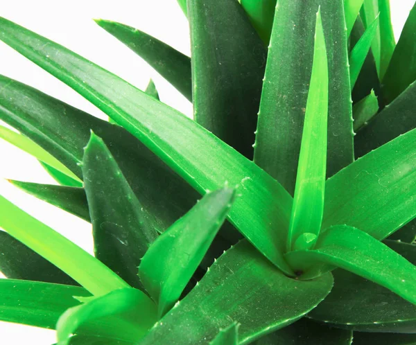 Aloe Vera Isolado Sobre Fundo Branco — Fotografia de Stock