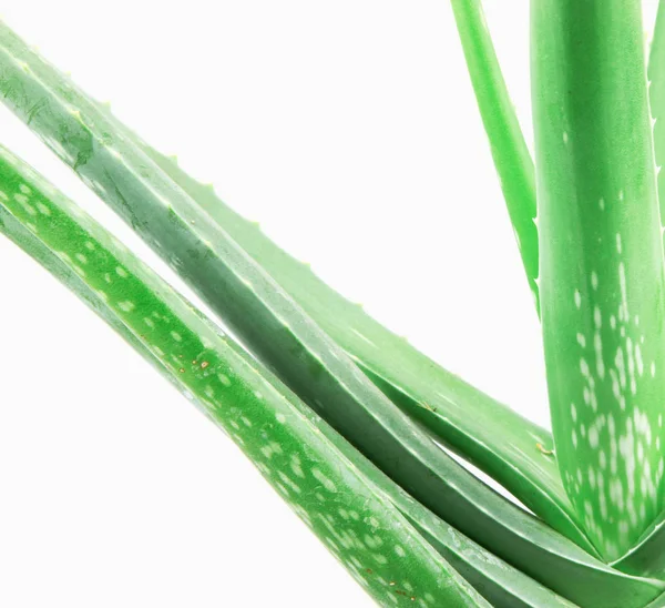 Aloe Vera Beyaz Arkaplanda Izole — Stok fotoğraf