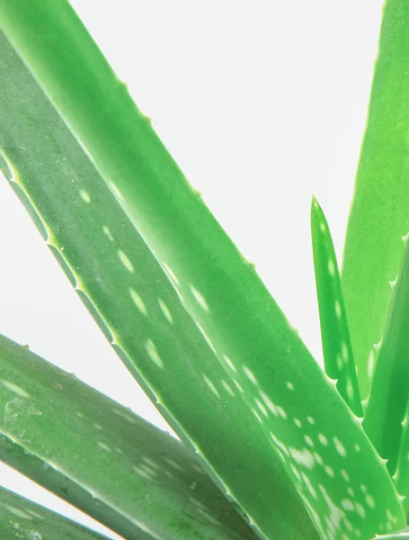 Aloe Vera Isolado Sobre Fundo Branco — Fotografia de Stock