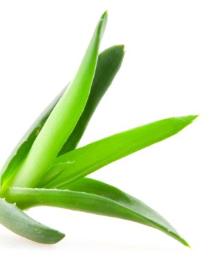 aloe vera bitkisi beyaz arkaplanda izole