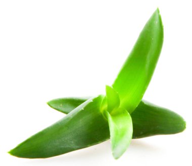 aloe vera bitkisi beyaz arkaplanda izole