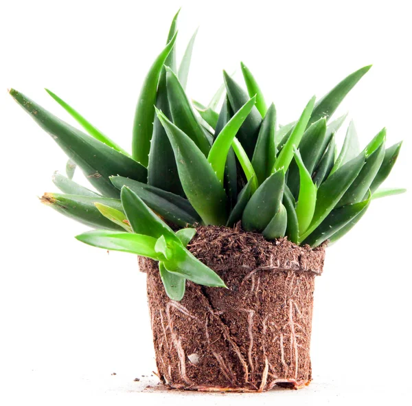 Pianta Aloe Vera Isolata Fondo Bianco — Foto Stock