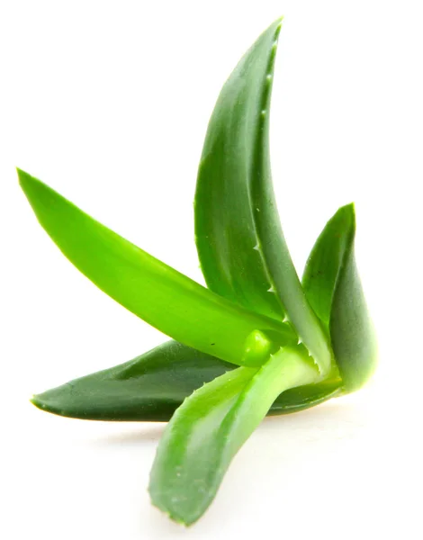 Pianta Aloe Vera Isolata Fondo Bianco — Foto Stock