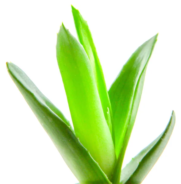 Aloe Vera Plant Isolated White Background — Stock Photo, Image