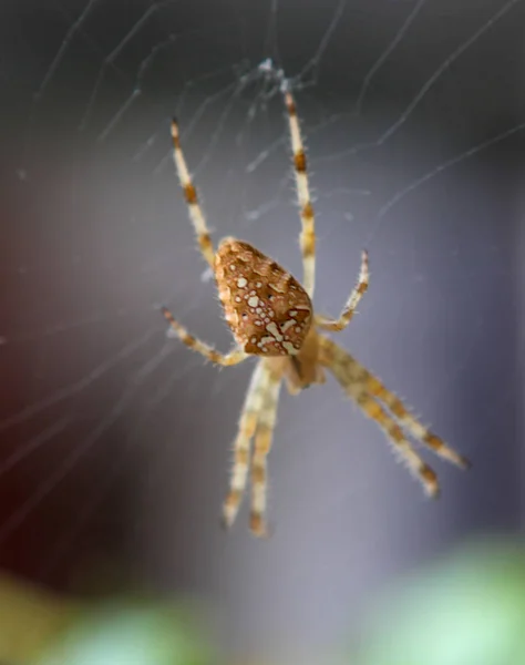 Koronás Keresztespók Araneus Diadematus Tökéletes Web Középpontjában — Stock Fotó