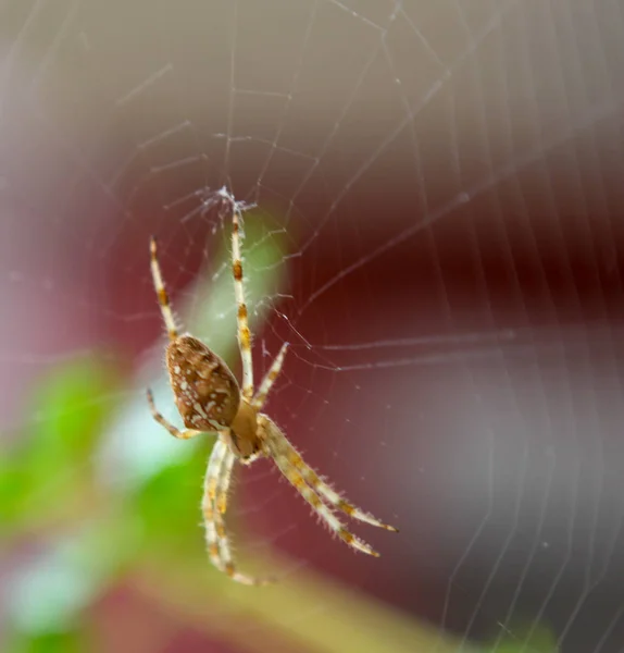 Křižák Obecný Araneus Diadematus Středu Perfektní Web — Stock fotografie