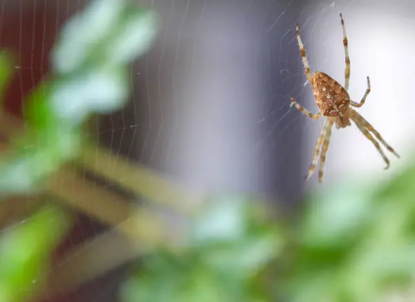 Avrupa Bahçe Örümcek Araneus Diadematus Mükemmel Bir Web Merkezi — Stok fotoğraf
