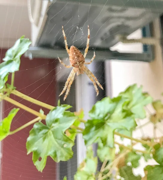 Aranha Jardim Europeia Araneus Diadematus Centro Uma Teia Perfeita — Fotografia de Stock