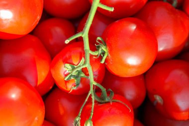 taze domates arka plan görüntüsü