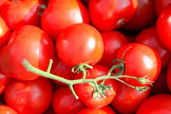 Frische Tomaten Hintergrundbild — Stockfoto