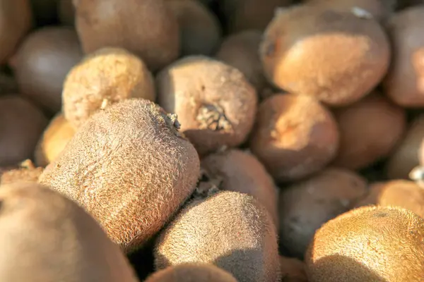 Fresh Kiwifruit Background Image — Stock Photo, Image