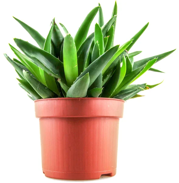 Aloe Vera Rostlina Izolované Bílém Pozadí — Stock fotografie