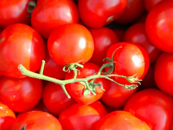 Tomate Fresco Imagem Fundo — Fotografia de Stock