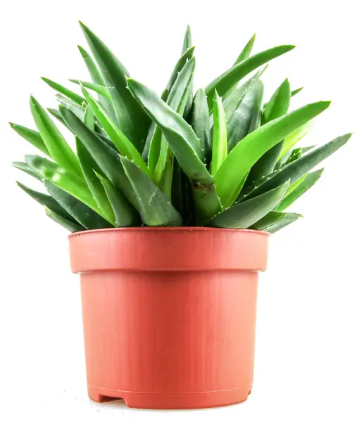 Aloe Vera Bitkisi Beyaz Arkaplanda Izole — Stok fotoğraf