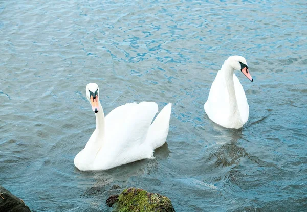 View Swans Calm Water — Stock Photo, Image