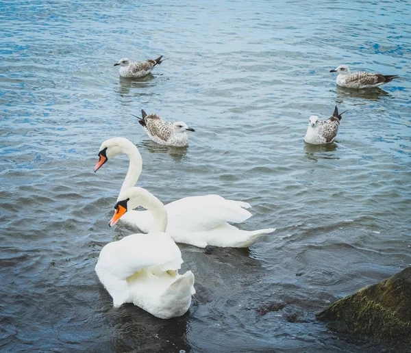 View Swans Calm Water — Stock Photo, Image
