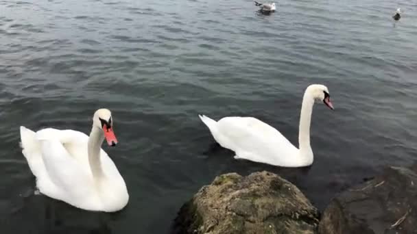 Vista Cisnes Água Calma — Vídeo de Stock