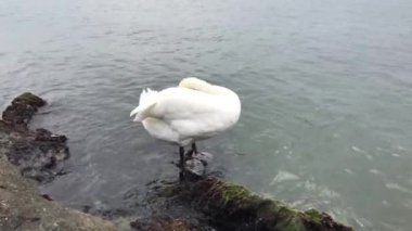 Kuğu sakin suda görünümü