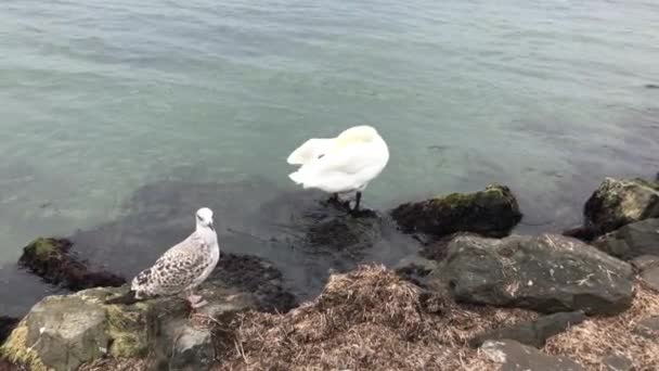 Vista Cisnes Água Calma — Vídeo de Stock