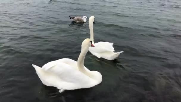 Вид Лебедей Спокойной Воде — стоковое видео