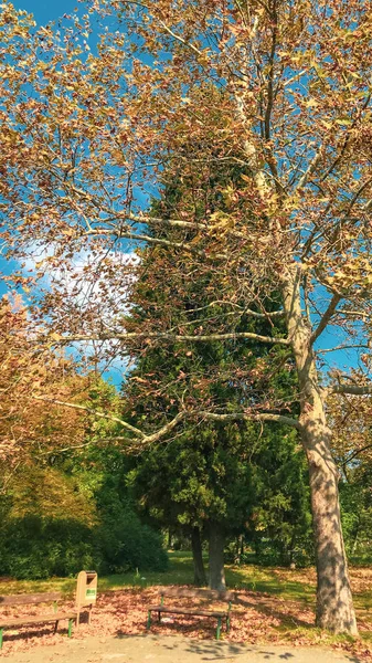 Herbstbäume Einem Park — Stockfoto