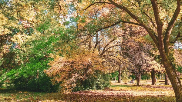Herbstbäume Einem Park — Stockfoto