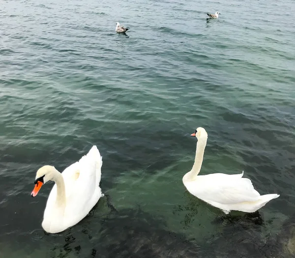 Vue Des Cygnes Dans Eau Calme — Photo