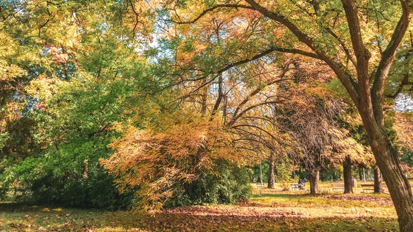 Arbres Automne Dans Parc — Photo