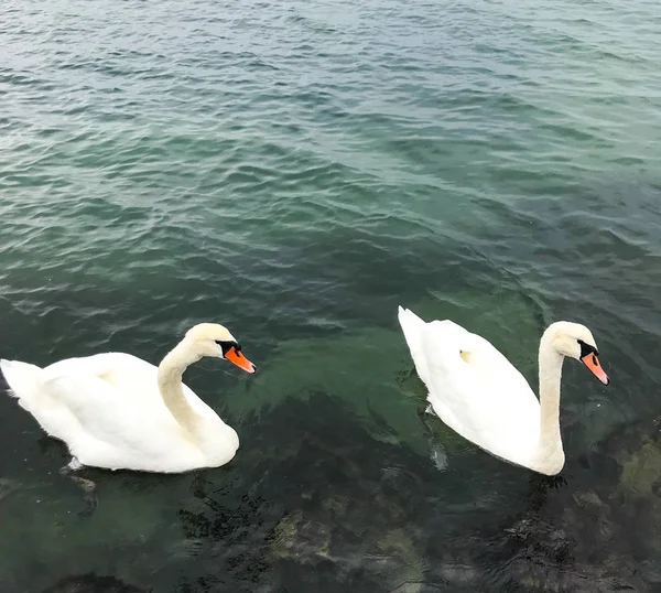 View Swans Calm Water — Stock Photo, Image