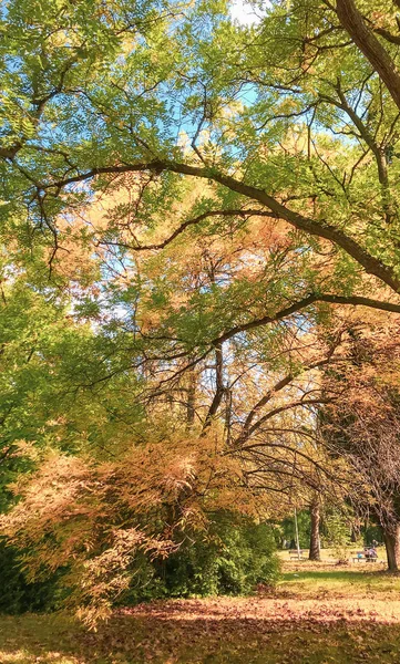 Parkta sonbahar ağaçları