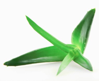 aloe vera bitkisi beyaz arkaplanda izole