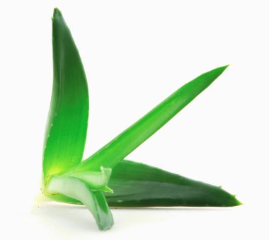 aloe vera bitkisi beyaz arkaplanda izole