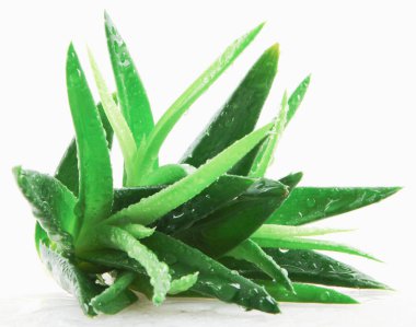 aloe vera bitkisi beyaz arkaplanda izole