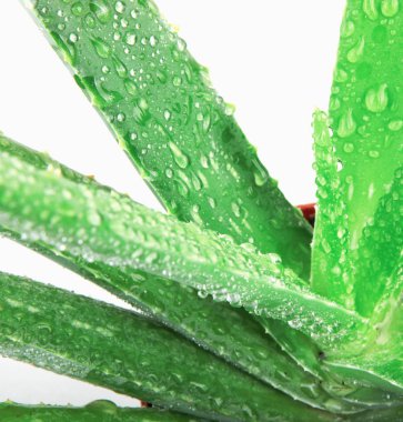 aloe vera bitkisi beyaz arkaplanda izole