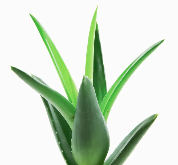 Pianta Aloe Vera Isolata Fondo Bianco — Foto Stock