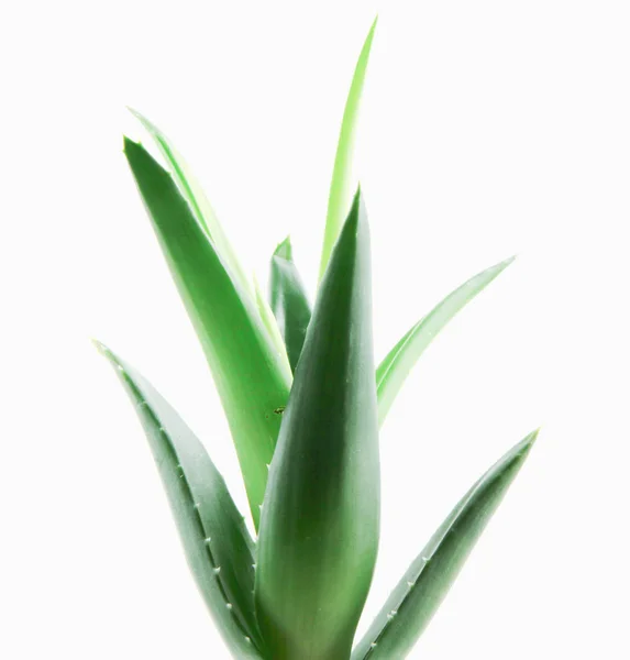 Aloe Vera Plante Isolée Sur Fond Blanc — Photo