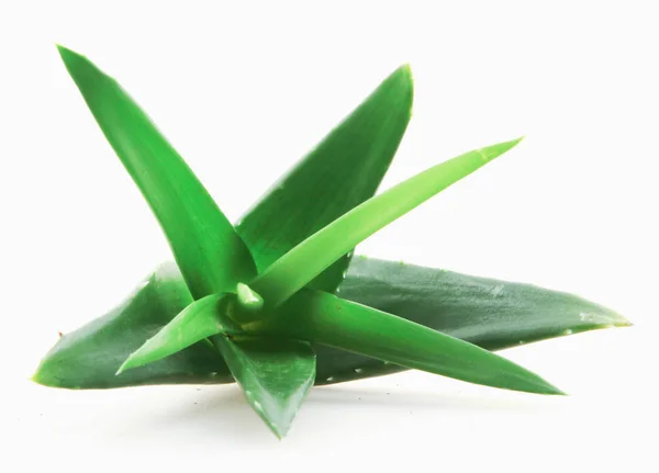 Pianta Aloe Vera Isolata Fondo Bianco — Foto Stock