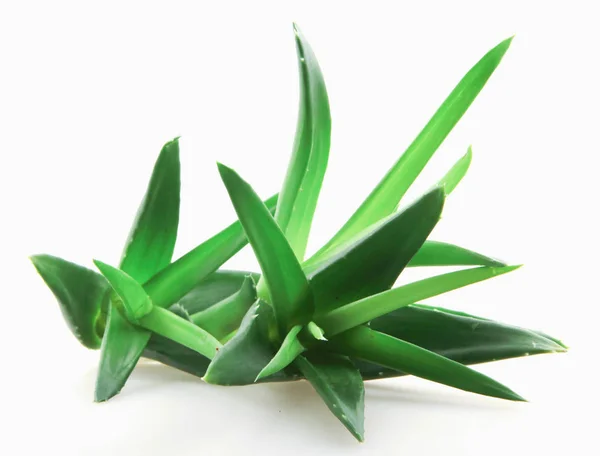 Planta Aloe Vera Isolada Sobre Fundo Branco — Fotografia de Stock