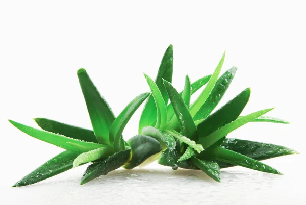 Aloe Vera Növény Elszigetelt Fehér Alapon — Stock Fotó
