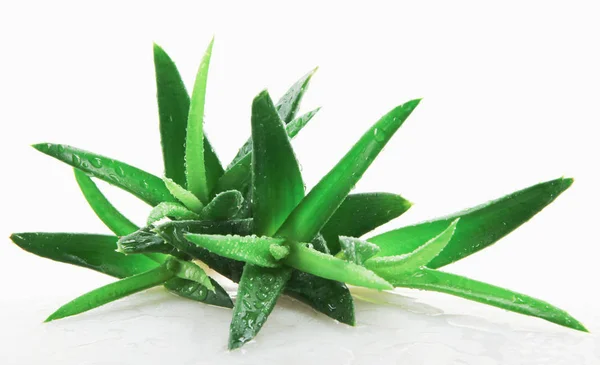 Aloe Vera Bitkisi Beyaz Arkaplanda Izole — Stok fotoğraf