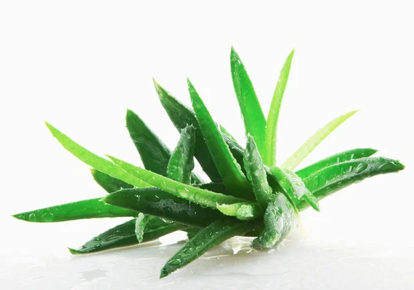 Aloe Vera Rostlina Izolované Bílém Pozadí — Stock fotografie