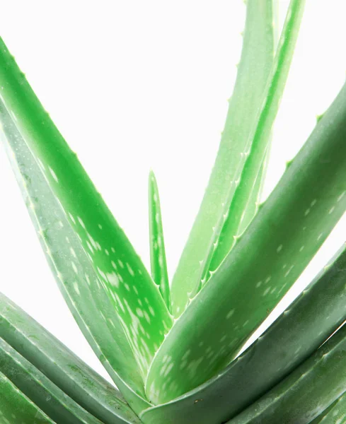 Aloe Vera Planta Aislada Sobre Fondo Blanco — Foto de Stock