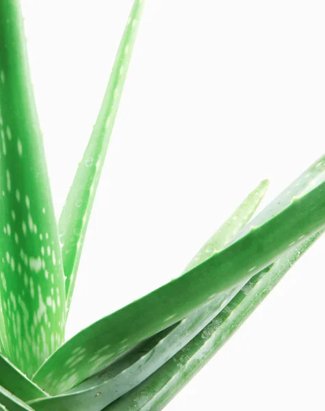 Pianta Aloe Vera Isolata Fondo Bianco — Foto Stock