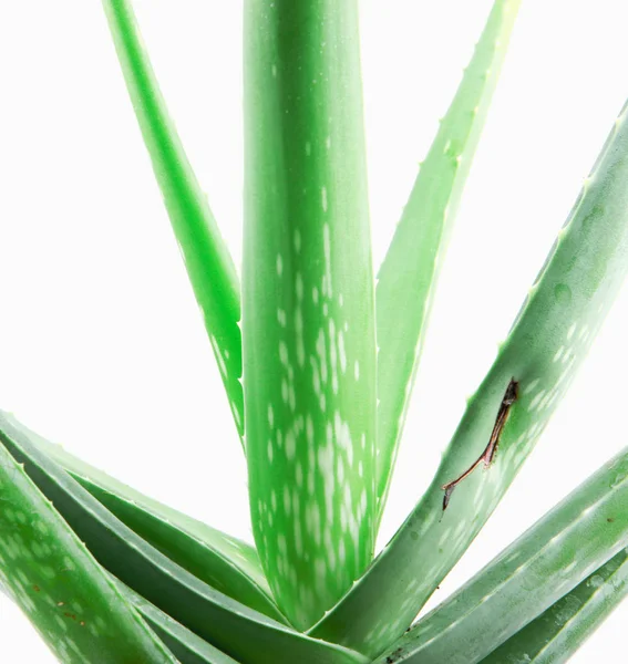 Pianta Aloe Vera Isolata Fondo Bianco — Foto Stock