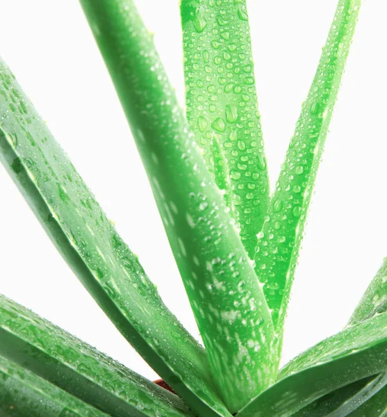 Tumbuhan Vera Aloe Terisolasi Latar Belakang Putih — Stok Foto
