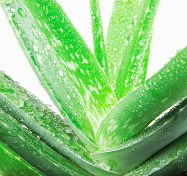 Aloe Vera Bitkisi Beyaz Arkaplanda Izole — Stok fotoğraf