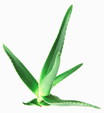 Aloe Vera 'nın Beyaz Arkaplanda Yakın Çekimi.