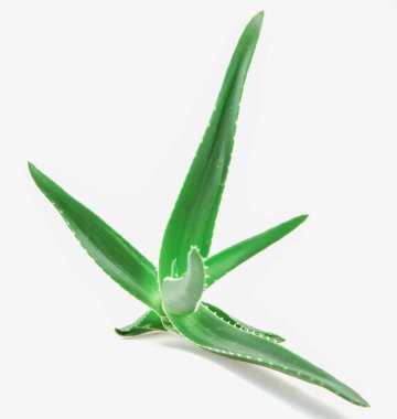 Aloe Vera 'nın Beyaz Arkaplanda Yakın Çekimi.